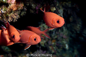 BIG EYES
Soldierfish
Orchid Island Taiwan
 by Mickle Huang 